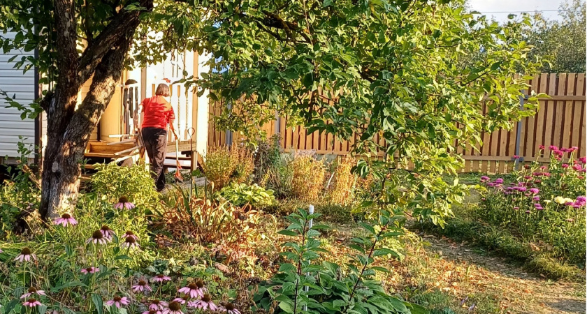 Срубать деревья на даче запрещено - касается всех, у кого в собственности дачный участок