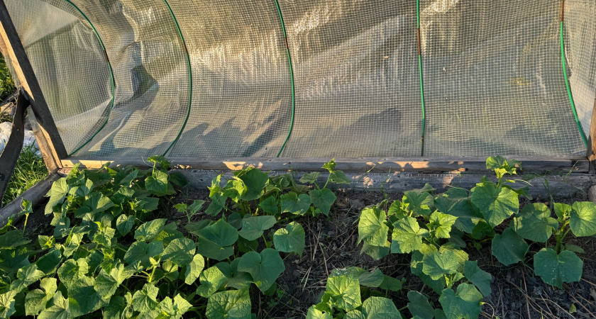 Поливаю сохнущие огурцы копеечным средством каждые 4 дня. Пока есть в продаже - завязей вырастет в 2 раза больше
