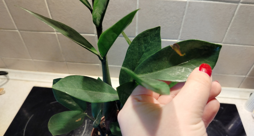 Четыре таблетки - и замиокулькас порадует новыми побегами уже в июле