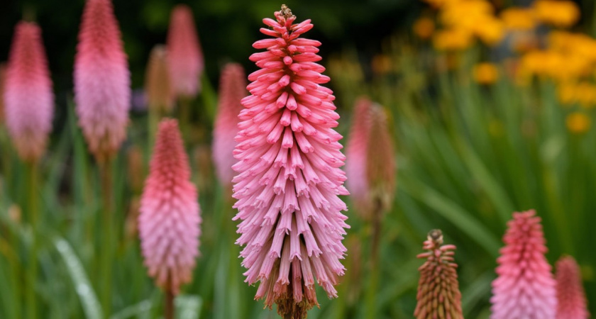 Многолетник как с другой планеты: необычно и удивительное растение цветет 60 дней