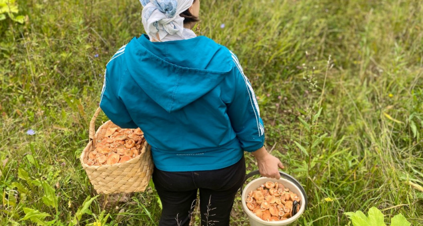 Соседи шарахаются, а я уплетаю за обе щёки: самые жуткие, но очень вкусные грибы наших лесов