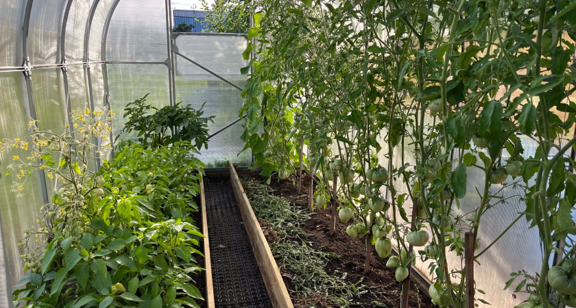 2 ст. л. на 10 л воды для томатов в июле - обязательно: и фитофтора - в далеком прошлом, совет агронома с опытом