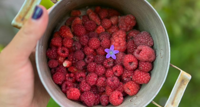 Такая ягода - самая вредная: а мы едим ее, покупаем как деликатес, еще и детей заставляем есть