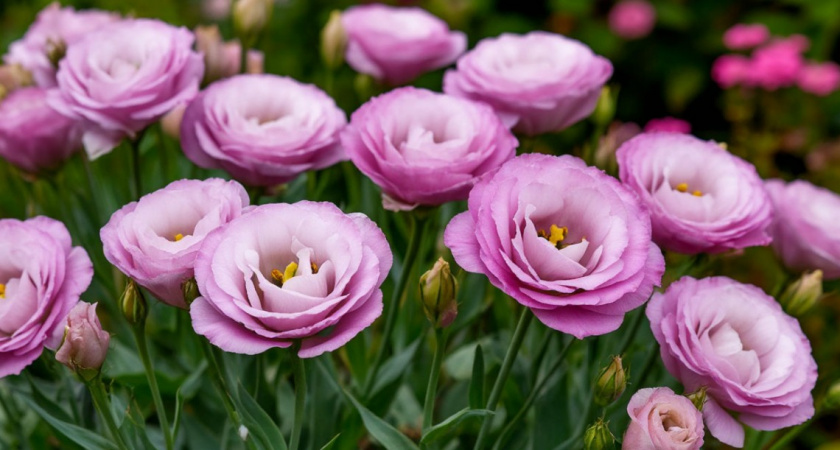 Цветы, которые проще купить, чем выращивать рассадой