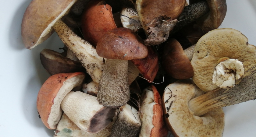 Родственник рыжика - плотный, сладкий и мясистый: грибники его не берут, и зря