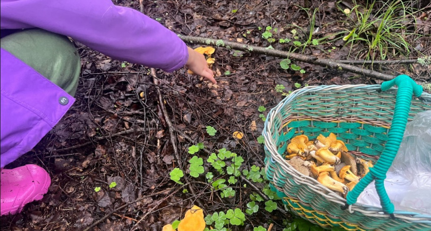 Грибной антирейтинг: эти виды - самое неприятное, что есть в наших лесах. Вы не захотите их встретить на прогулке 