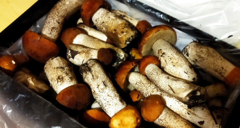 Можно ли употреблять в пищу червивые грибы