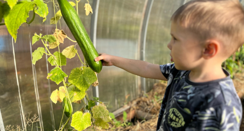 Молочка творит чудеса с огурцами в июле - идеальная подкормка для здорового урожая
