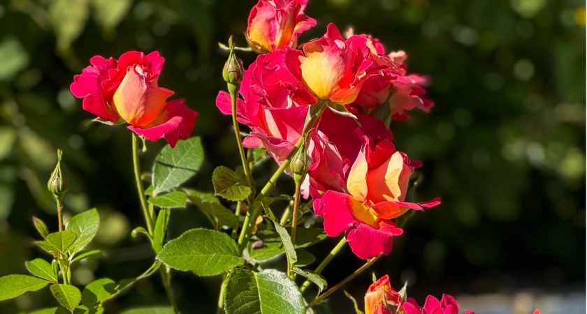 Успешно укоренила розу из букета - маленькая хитрость, как правильно черенковать голландские букетные розы