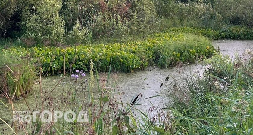 Россельхознадзор установил вероятную причину замора рыбы в Пижанском районе