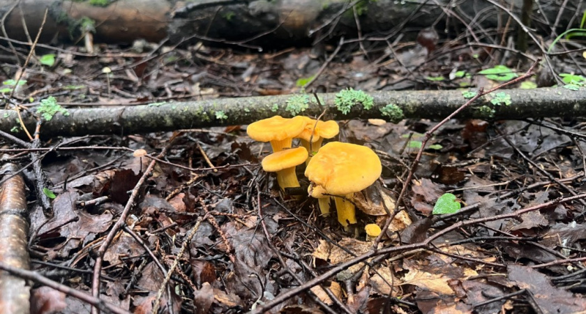 В эти мифы верят 90% грибников и обходят стороной настоящий деликатес - разоблачение лесных страшилок