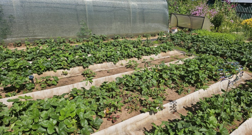 Эти дела просто необходимо сделать в июле на огороде - вот как не упустить главное