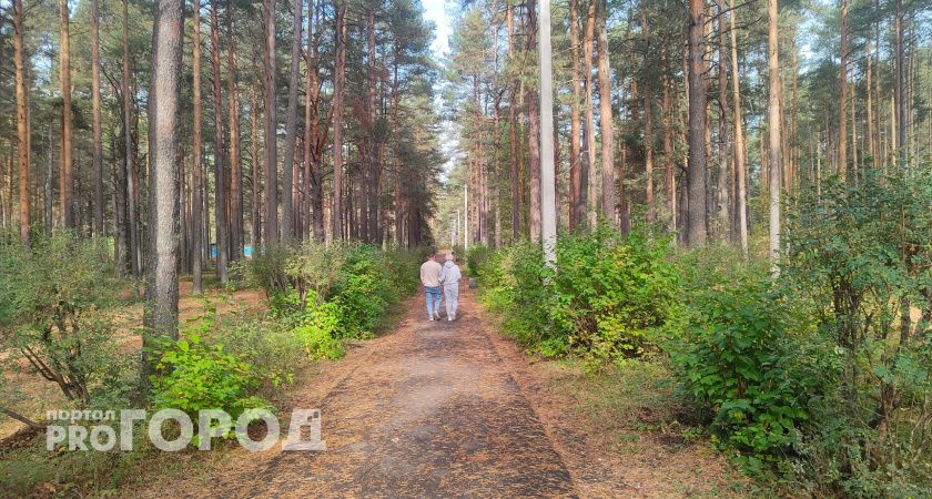 Тысячи кубометров зараженной древесины хотели вывезти из Кировской области