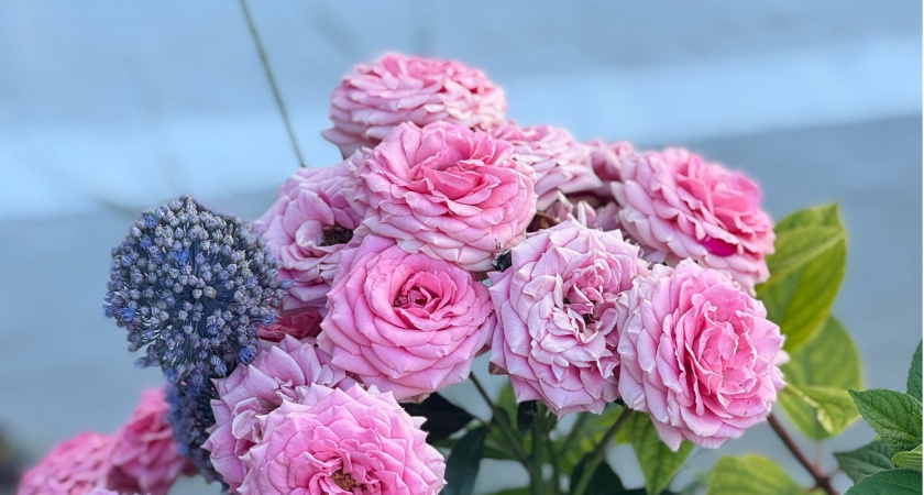 Укореняю розы в бутылке большой веткой - даже не срезаю с куста