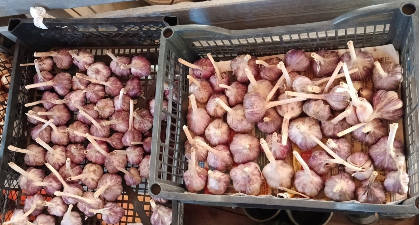 Нужно ли выкапывать озимый чеснок, если постоянно идут дожди - спасаем урожай