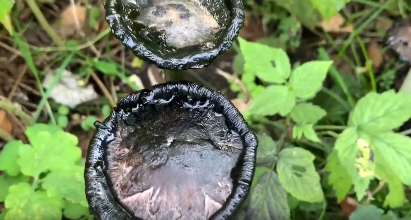 Чернильный гриб, который переваривает сам себя: мы обходим его стороной, но в Китае его считают за деликатес