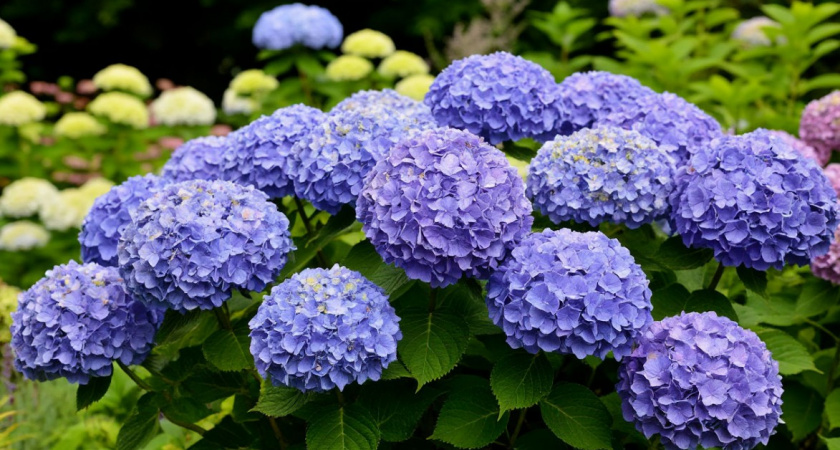 Пышные гортензии нельзя вырастить без этого секрета! Опытный цветовод раскрыл свой гениальный метод