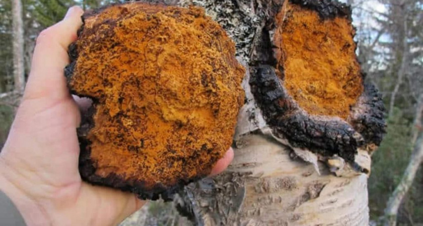 Южная Корея и Вьетнам получили 140 тонн чаги из Кировской области