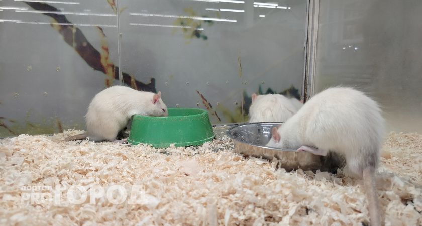 Чилийская белка и декоративная крыса покусали кировчан