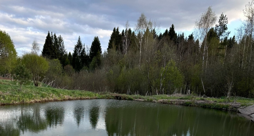 Это один из самых необычных и полезных грибов, который растет в наших лесах: в Китае его продают за тысячи долларов