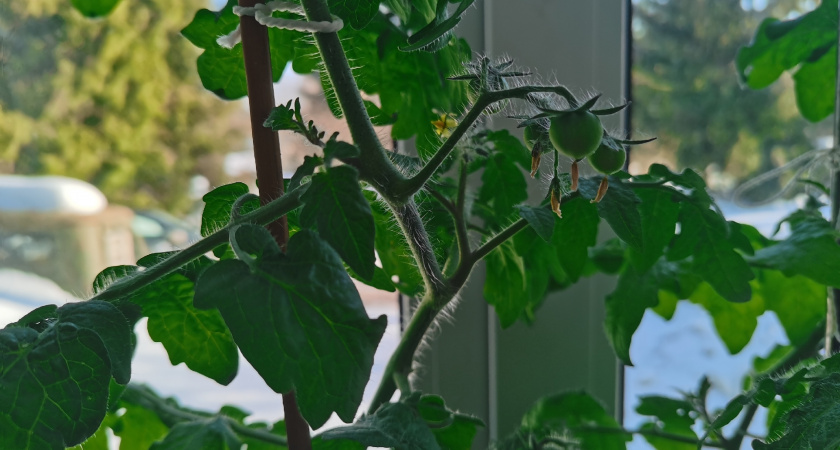 Обрывать томатам листья или нет - запомните раз и навсегда