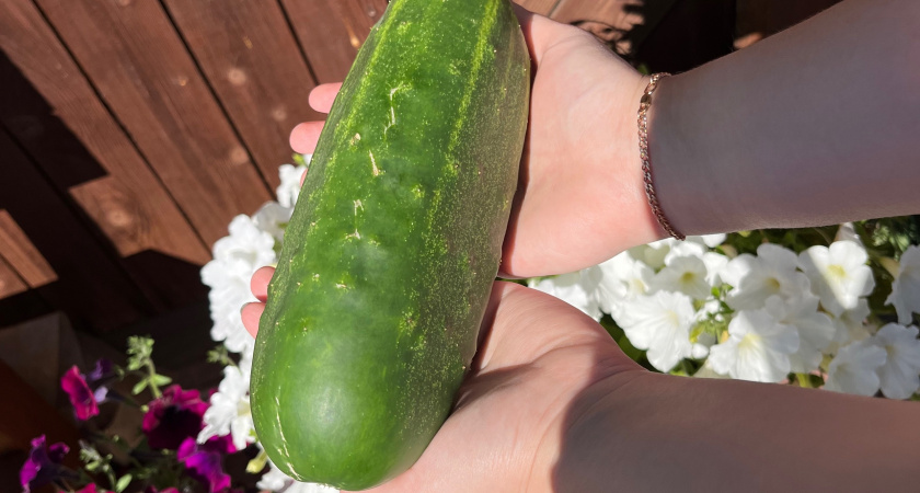 Не зола и не коровяк: огурцы обожают эту подкормку в июле - сформирует здоровый урожай и избавит от желтых листьев