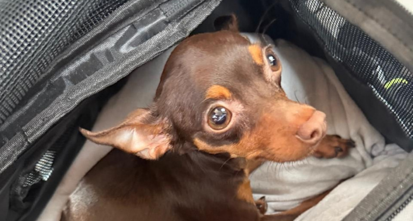 В Кирове пропал пражский крысарик: нашедшему обещают 50 тысяч рублей