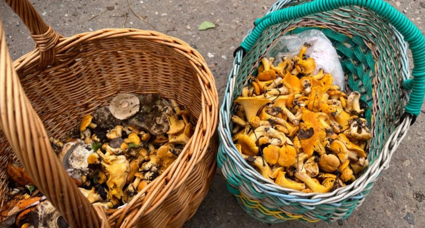 Грибники боятся этого места. Загадочный участок леса, где всегда встречаются змеи