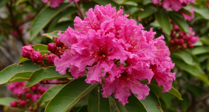 Эта южная красавица покоряет сады России: удивительный многолетник живет 50 лет