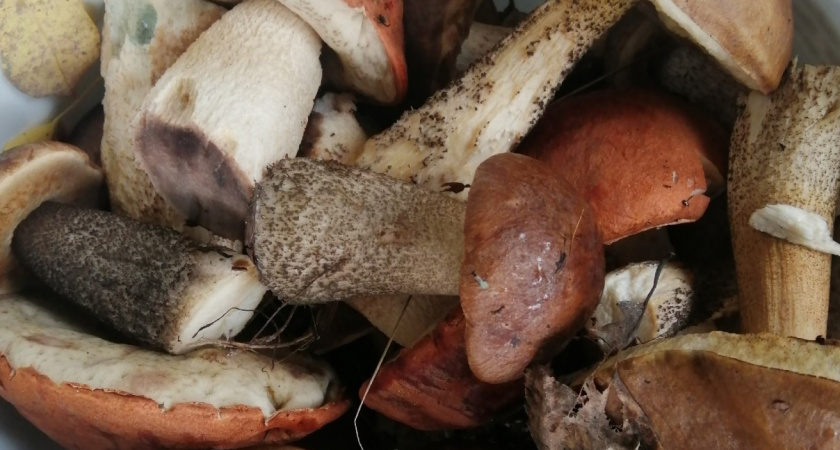 Во что собирают грибы, если не хватило места в корзине 