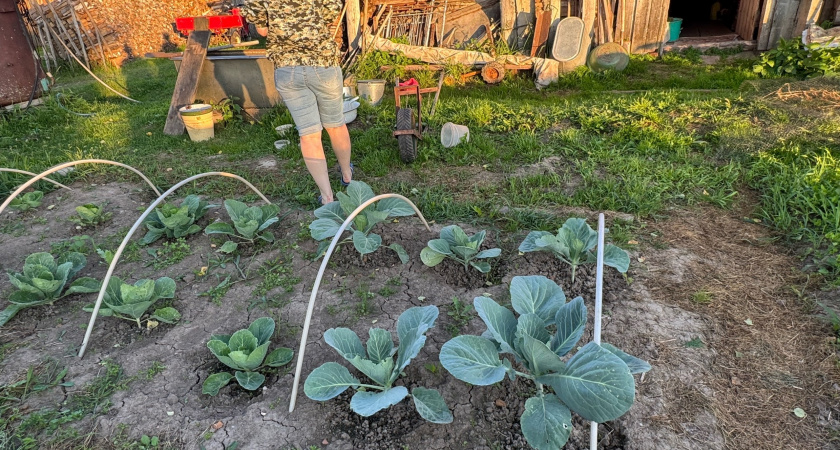 Капуста попрет как танк: вырастет тугой и без рыхлых кочанов - просто потопчитесь по грядке 