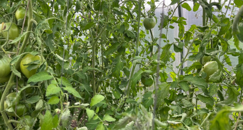 Для созревания томатов - обязательно: 3 фактора, без которых не будет рекордного урожая 