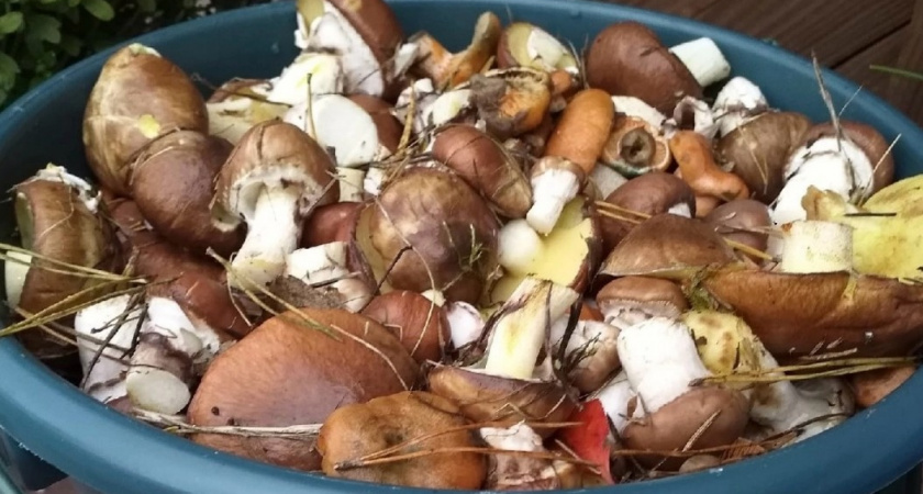 Как заготовить белые грибы на зиму, если их много, а сушка - невозможна? Россиянам рассказали