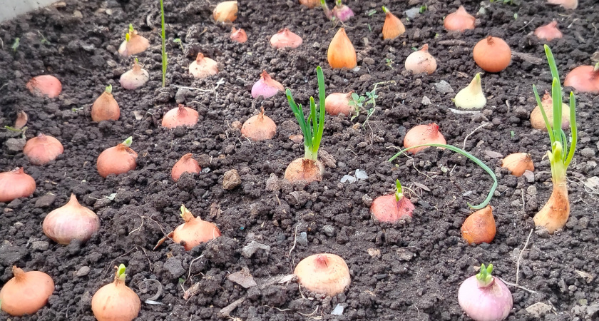 Лук еще зеленый - но это не важно: выкапываю после 1 простого сигнала