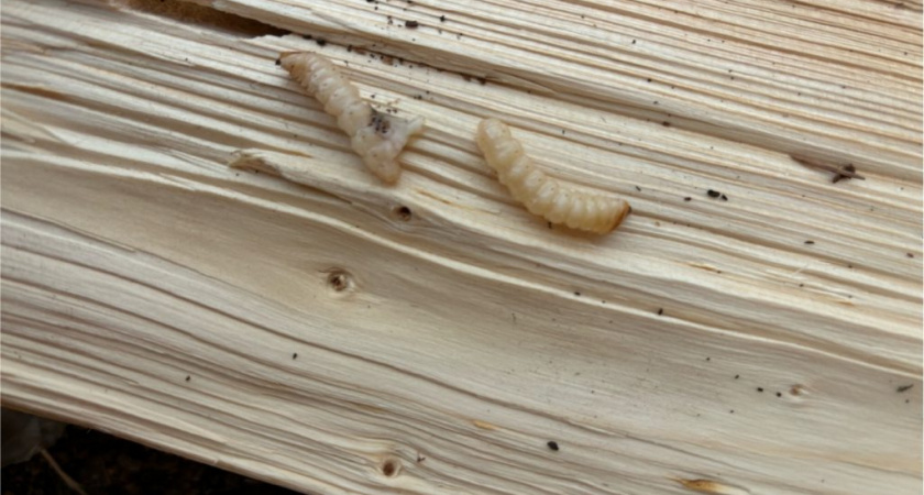 Россельхознадзор предотвратил вывоз из Кировской области 3 тысячи кубов леса с личинками