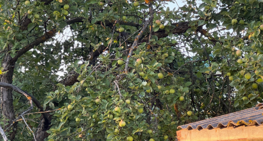 Яблоки больше не раздаем - все перерабатываем сами: делаем нежное пюре и сок на зиму
