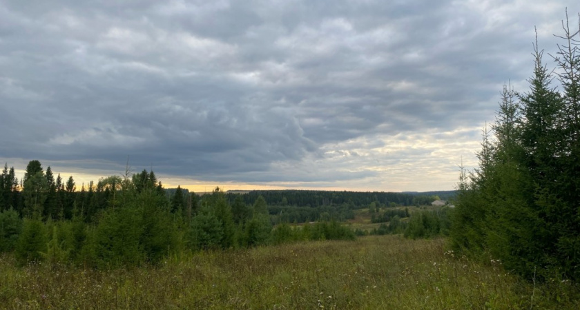 Премиальный гриб, о котором никто не знает: растет в наших лесах, но все проходят мимо него