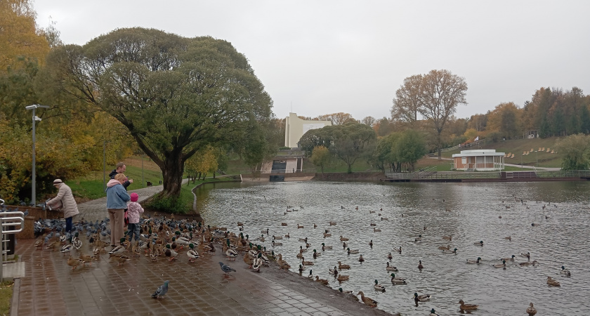 Россиянам грозит штраф за кормление голубей рядом с жилыми домами