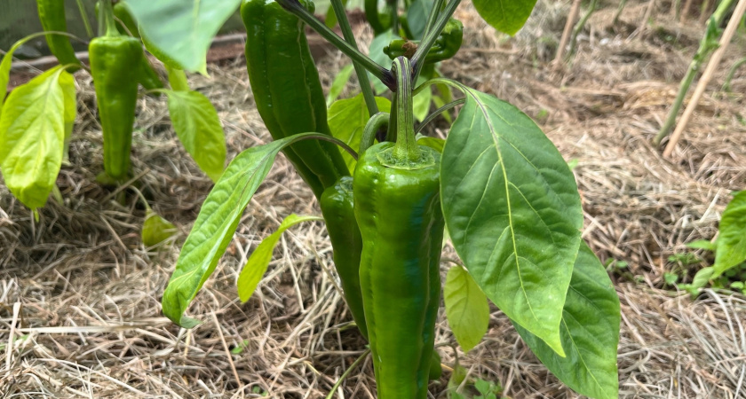 10 гр. на 10 л. воды - и под куст: три важные подкормки перца в июле и августе - собираю урожай ведрами