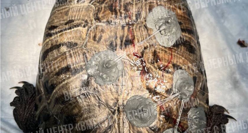 Кировские ветеринары спасли черепаху с разбитым панцирем