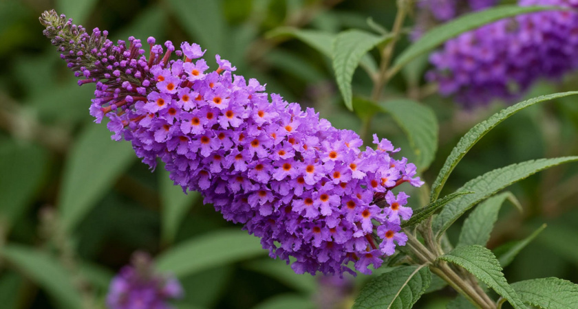 Этот потрясающий многолетник затмит все известные вам цветы: пышные лиловые облака цветут до октября