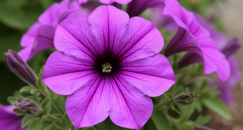 10 гр. на 10 л. - и петунии зацветут ярким ковром до самых заморозков: аромат на 1 км в округе