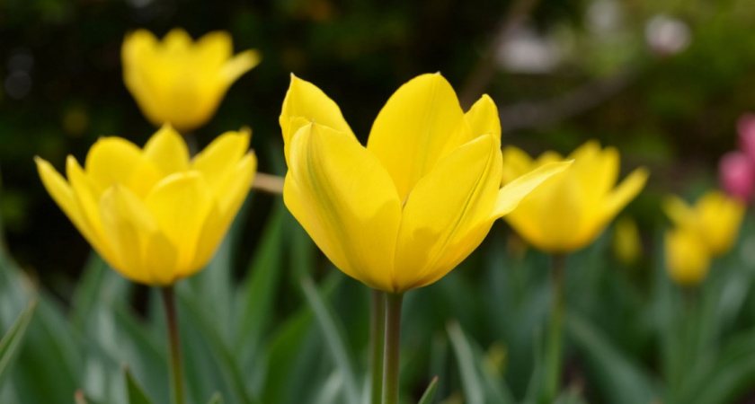 Не сажайте 5 растений: эти агрессоры портят и медленно убивают сад