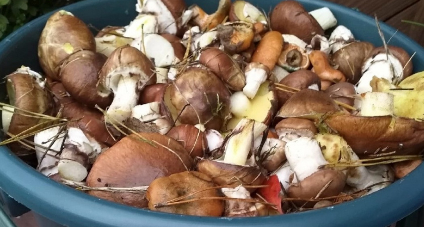 Ивишень - верный спутник белого гриба. Он союзник или паразит?