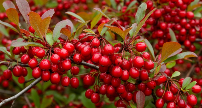Морозостойкая и засухоустойчивая живая изгородь: цветет и дает ягоды