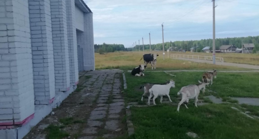 В Омутнинском районе жители выгуливали 10 коров и коз на железной дороге