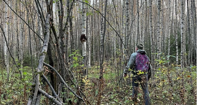 Кировская область экспортировала в Китай более 50 тысяч кубометров березового шпона