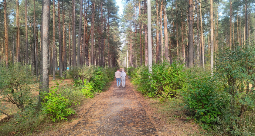 Компания заплатит штраф за ненадлежащее хранение древесины в Кировской области