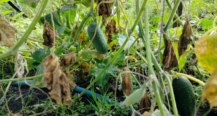 Бабушка всегда подливала это под огурцы — и собирала сочные, хрустящие огурчики до самых заморозков