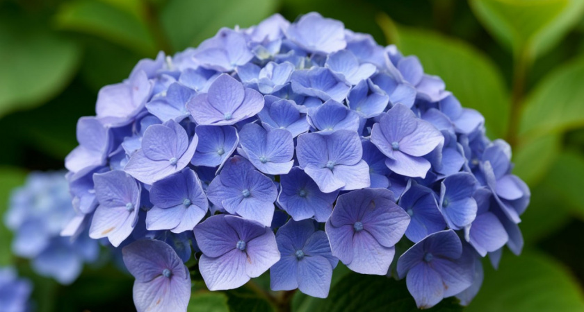 Ошибка 99% дачников при черенковании гортензии - вот как делать это правильно в августе